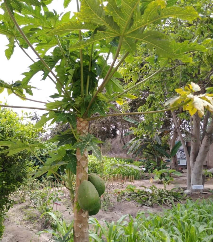garden Pachacamac