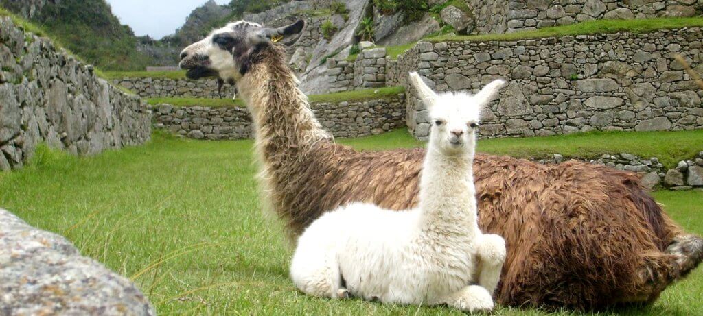 llamas in peru
